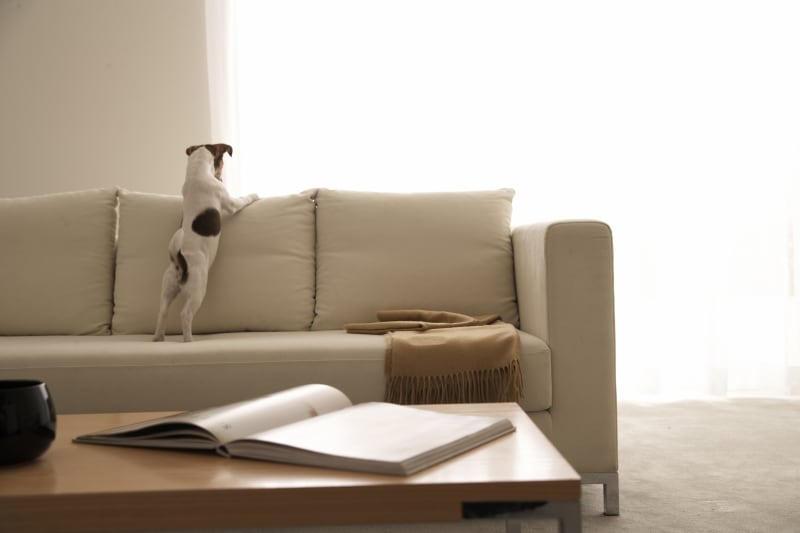 犬は家族の一員だからこそケージは皆の傍においてね