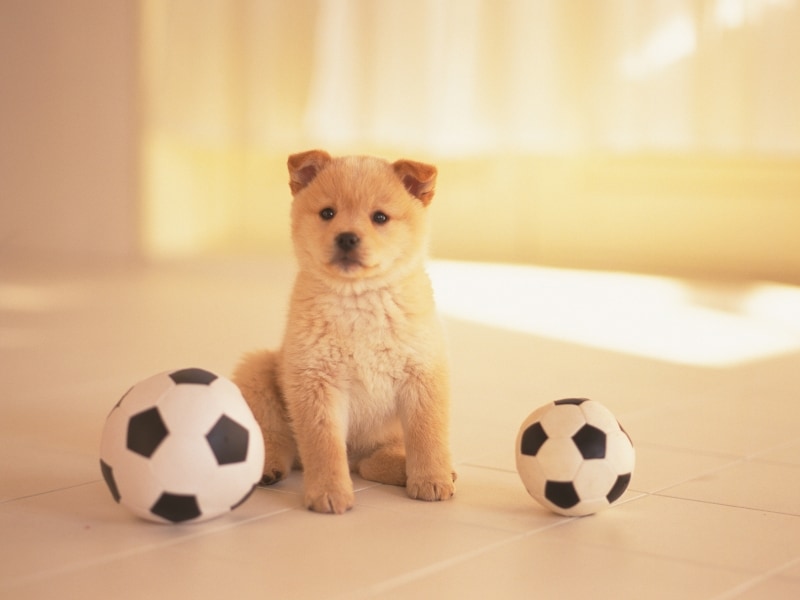 長時間のケージは犬も退屈しちゃうから遊んでね
