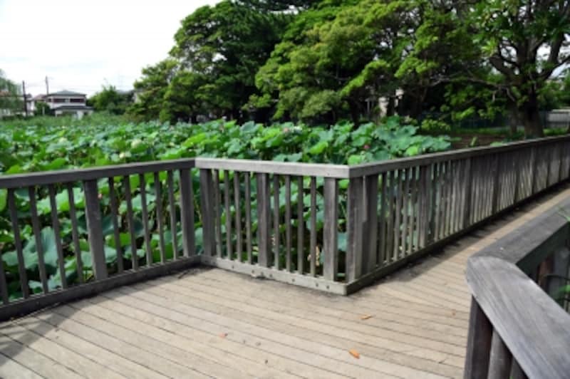 桜小路公園(第二はす池)