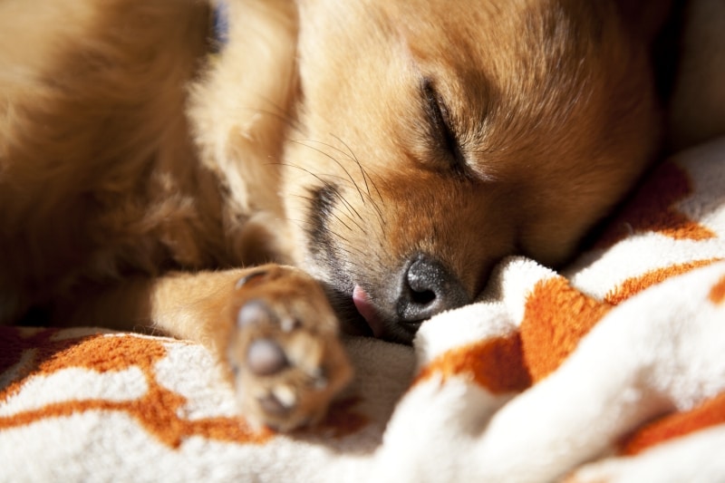 心地よいベッドは犬の心を穏やかにする