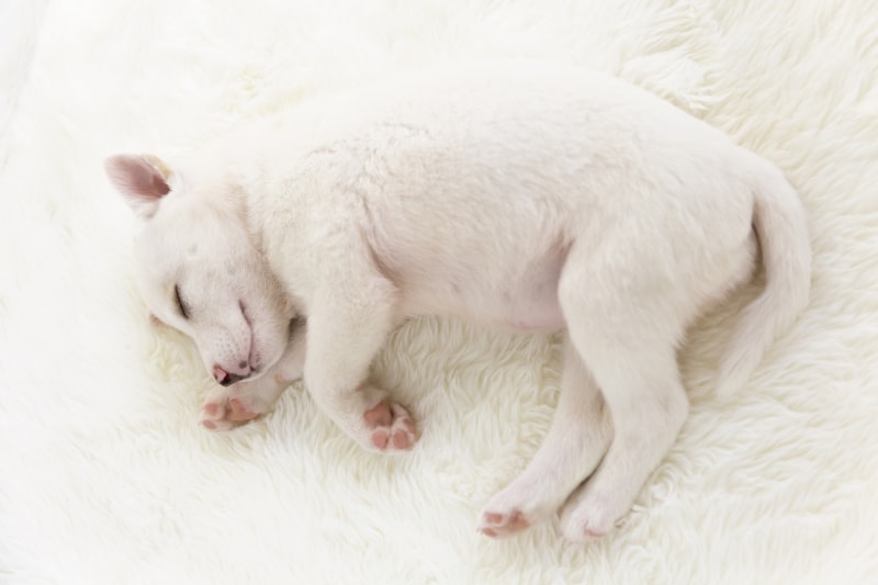 高齢犬こそベッド選びは慎重に♪
