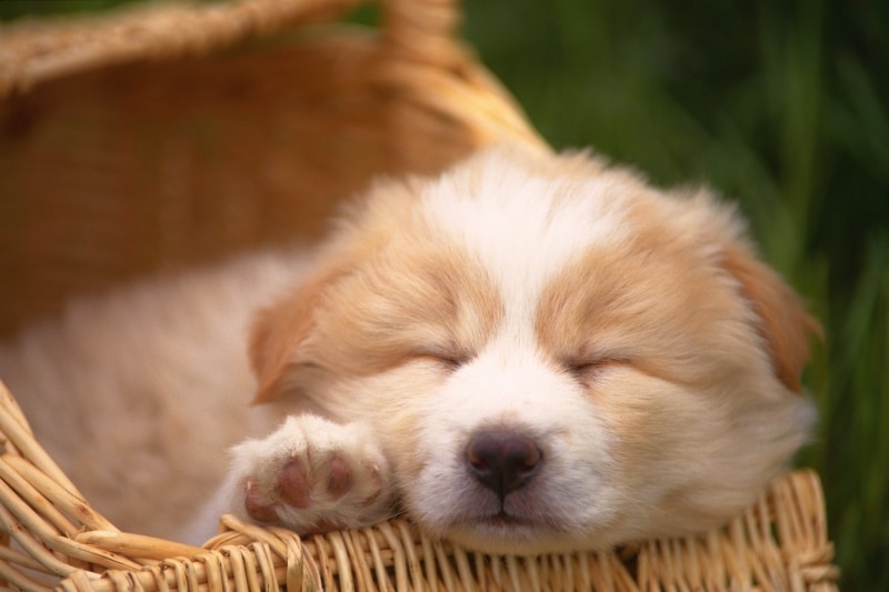 犬がベッドを好きになるには理由がある☆