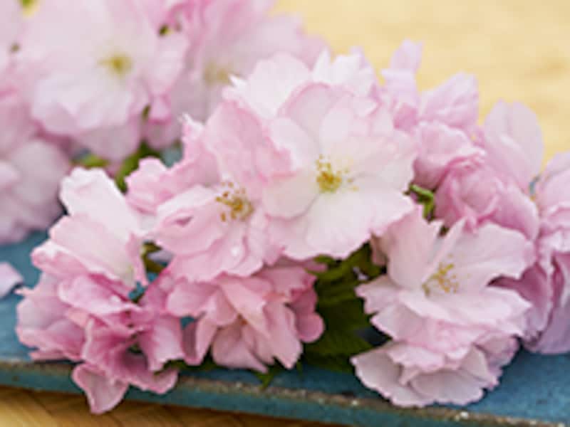 八重桜