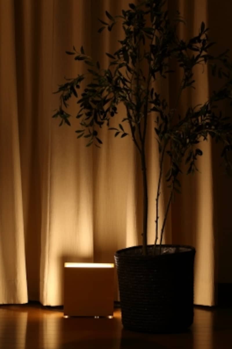 観葉植物の近くに、下からの照明を組み合わせる