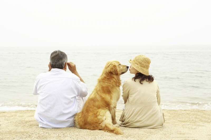 犬の首輪は飼い主さんと犬の幸せを繋ぐもの