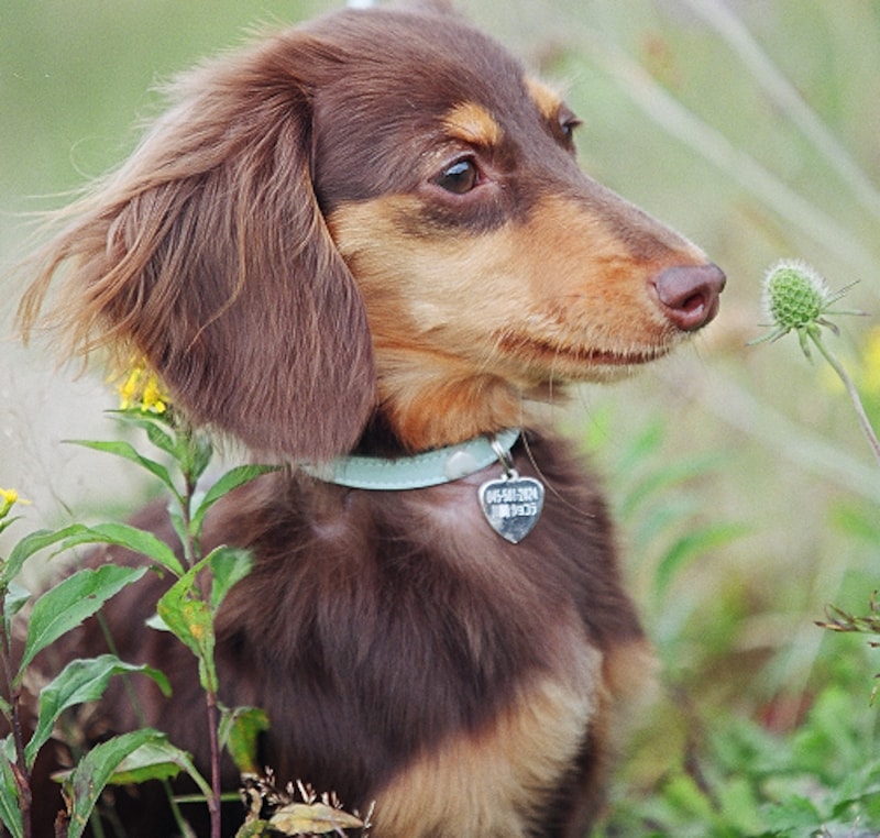 愛犬の首輪選びには大切なポイントがある☆