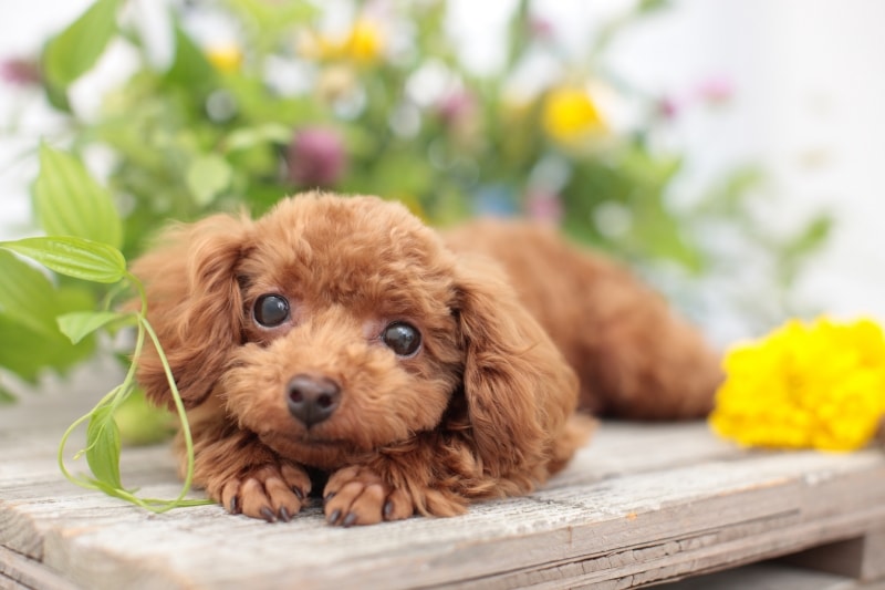 首輪とハーネス、どちらが愛犬に安心、安全を与える?