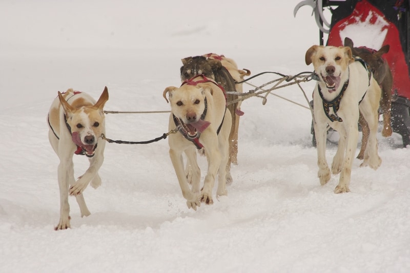 犬のハーネスは犬ぞりが起源?
