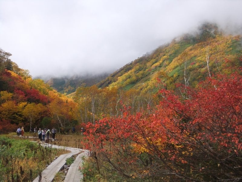栂池自然園の紅葉・黄葉（3）