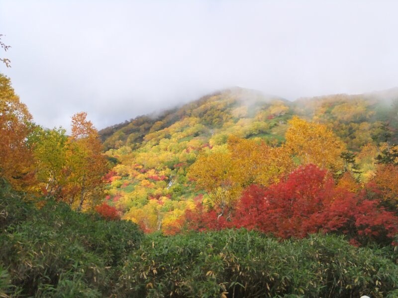 栂池自然園の紅葉・黄葉（9）