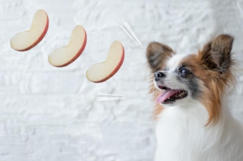 犬にりんごは与えていい 健康に期待できる点と注意点 犬 All About