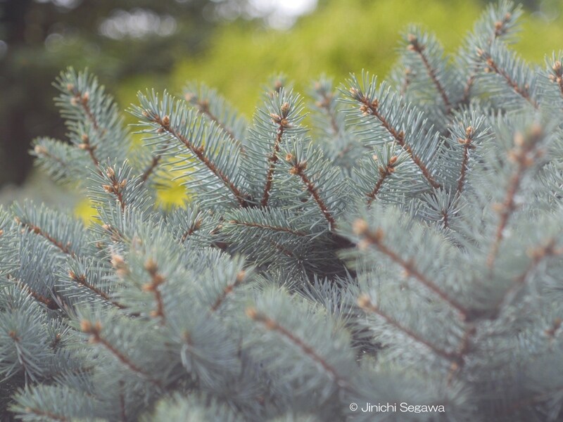 オールドレンズ