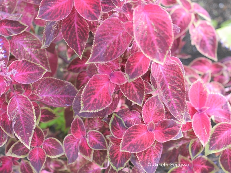 オールドレンズ