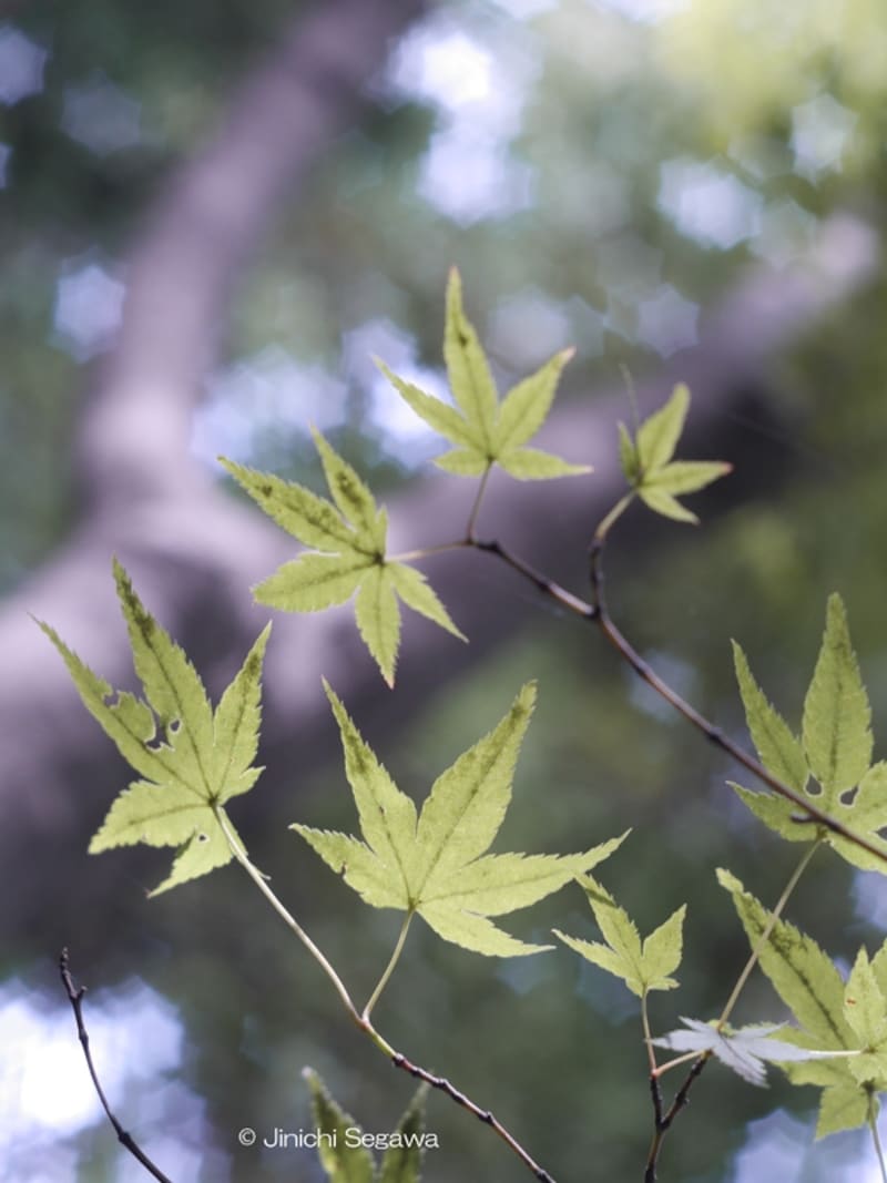 オールドレンズ