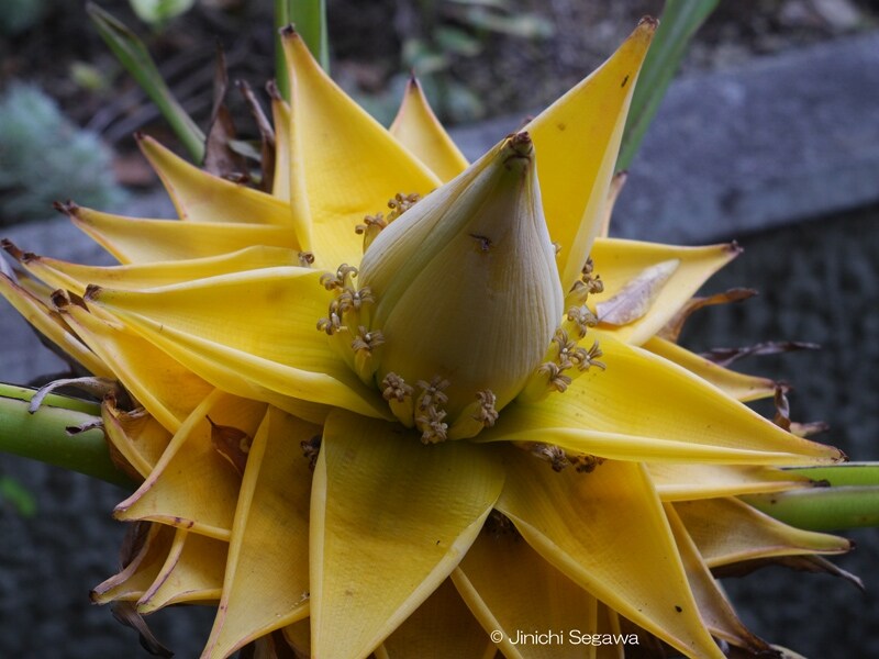 オールドレンズ