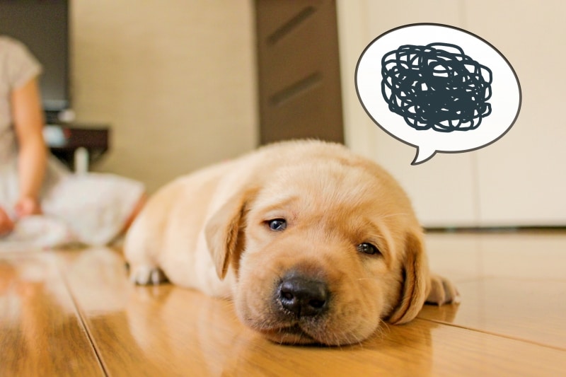 首輪を理解していない愛犬を怒らなで下さいね