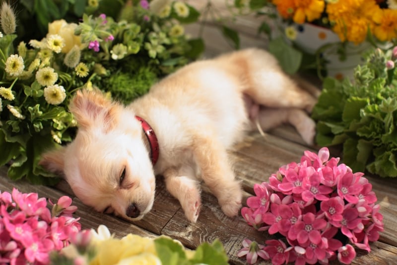 子犬の首輪デビュー楽しい思い出にしてあげて下さいね