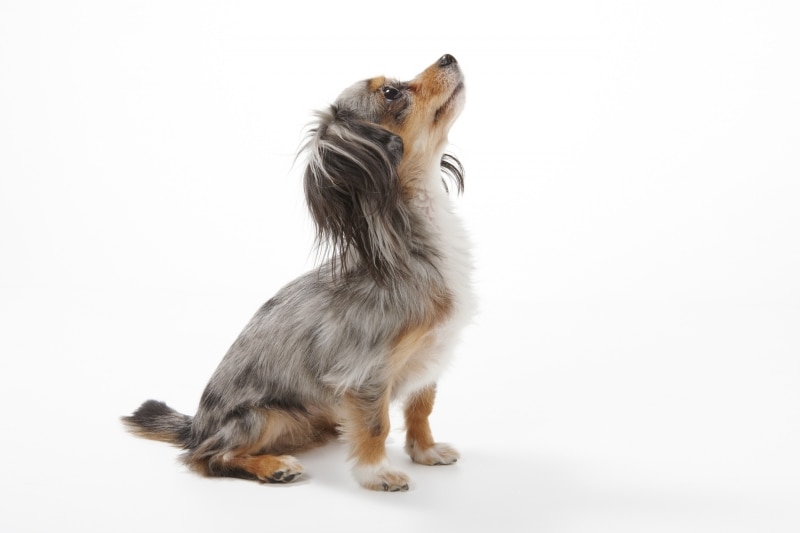 健気に見上げている首は結構疲れているワン!