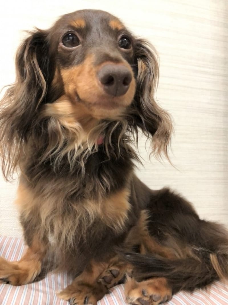 悩む時間も愛犬との絆を育む時間