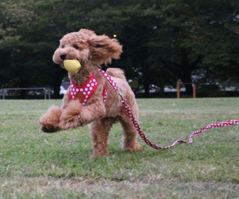 Rant Bell（ラント ベル） 小型犬 ハーネス リード セット ドット柄 かわいい 肉球 (赤 S)