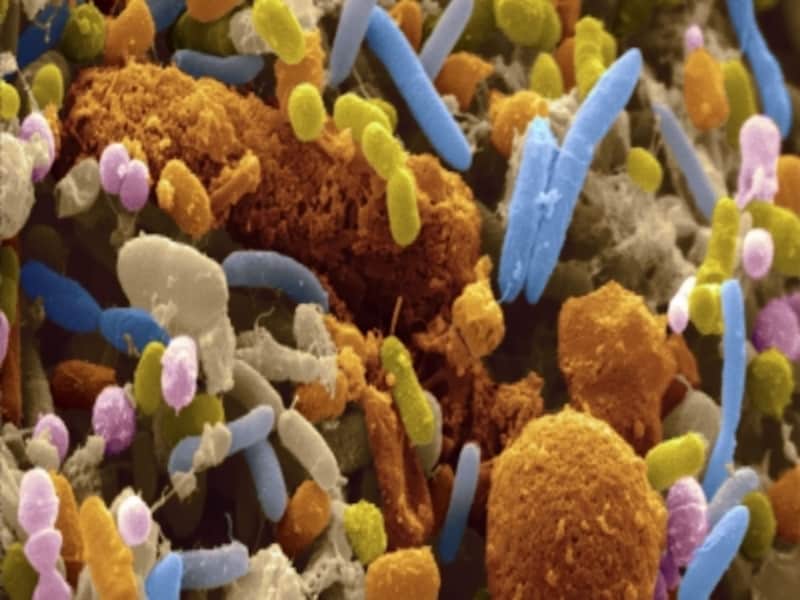 想像を絶する数と種類の腸内細菌が住んでいます！
