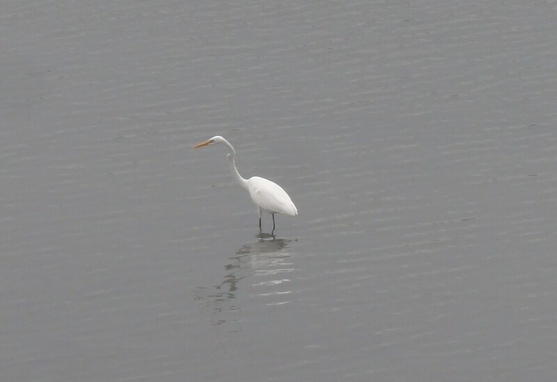 鳥を撮るのは意外に難しい