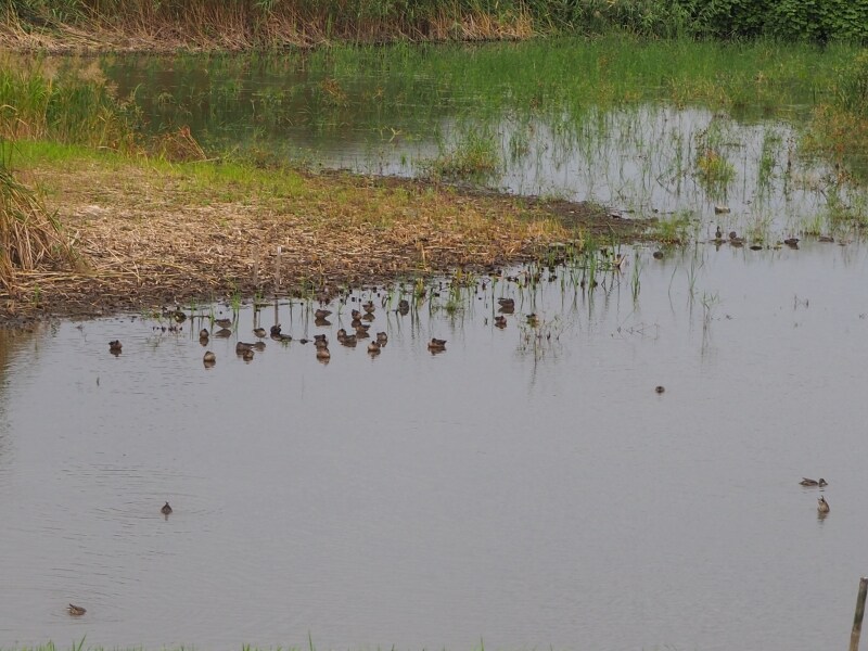 干潟ではたくさんの鳥が羽を休めていた