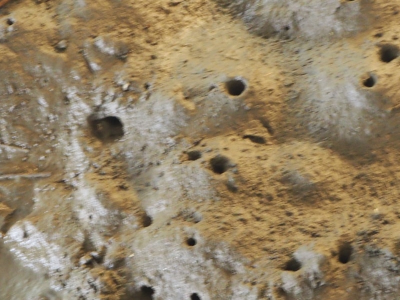 干潟には小さな穴が、この奥に生物がいるのだろう