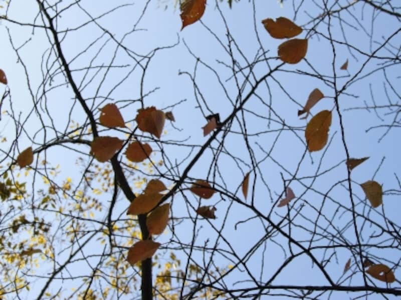 「木枯らし」が吹くたびに葉が落ちていきます