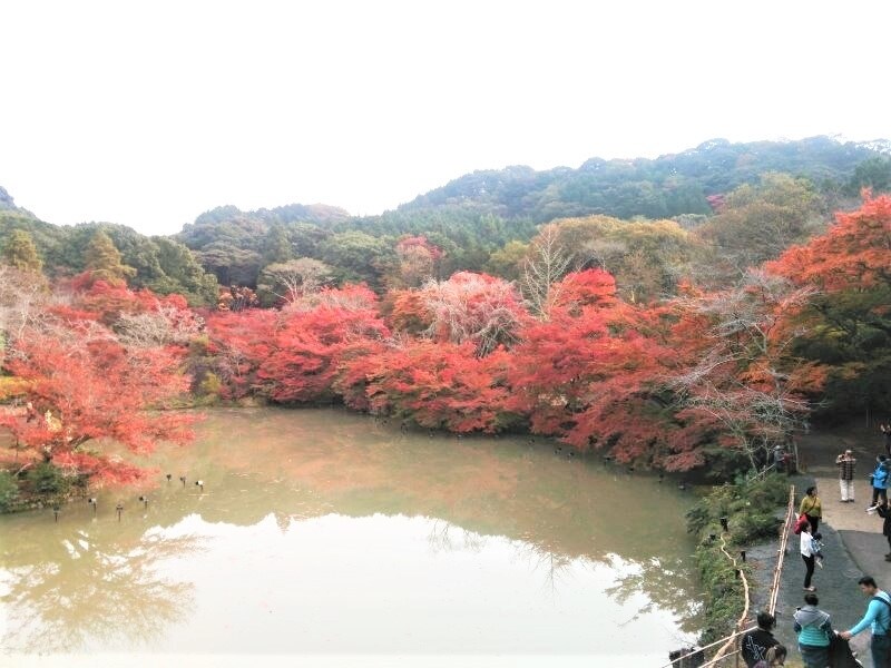 御船山楽園の紅葉・黄葉(3)