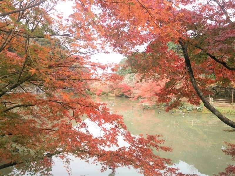 御船山楽園の紅葉・黄葉(4)