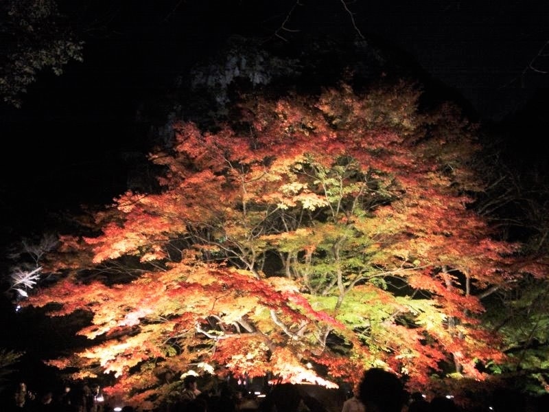 御船山楽園の紅葉・黄葉(9)