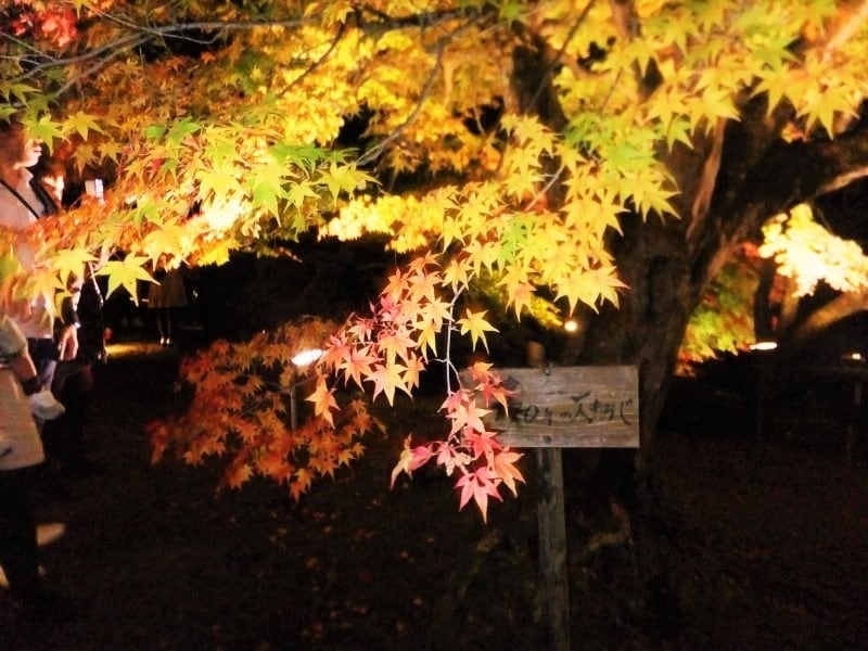 御船山楽園の紅葉・黄葉(10)