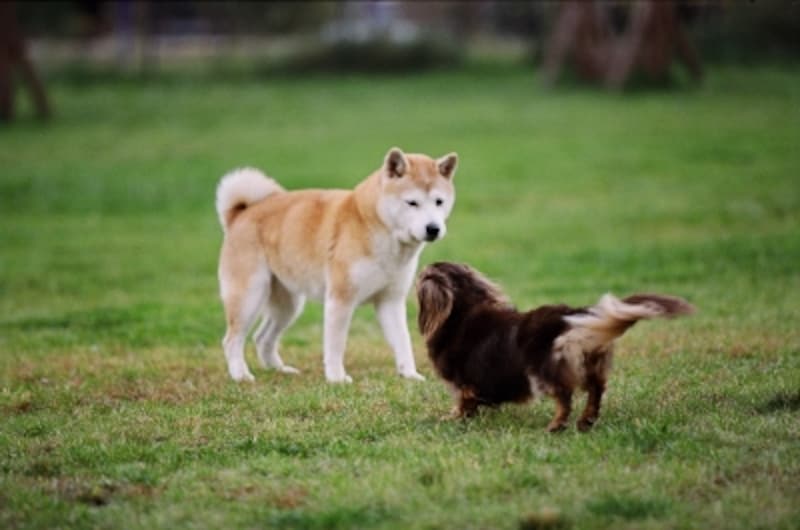 犬の カーミングシグナル とは 種類と向き合い方 犬 All About