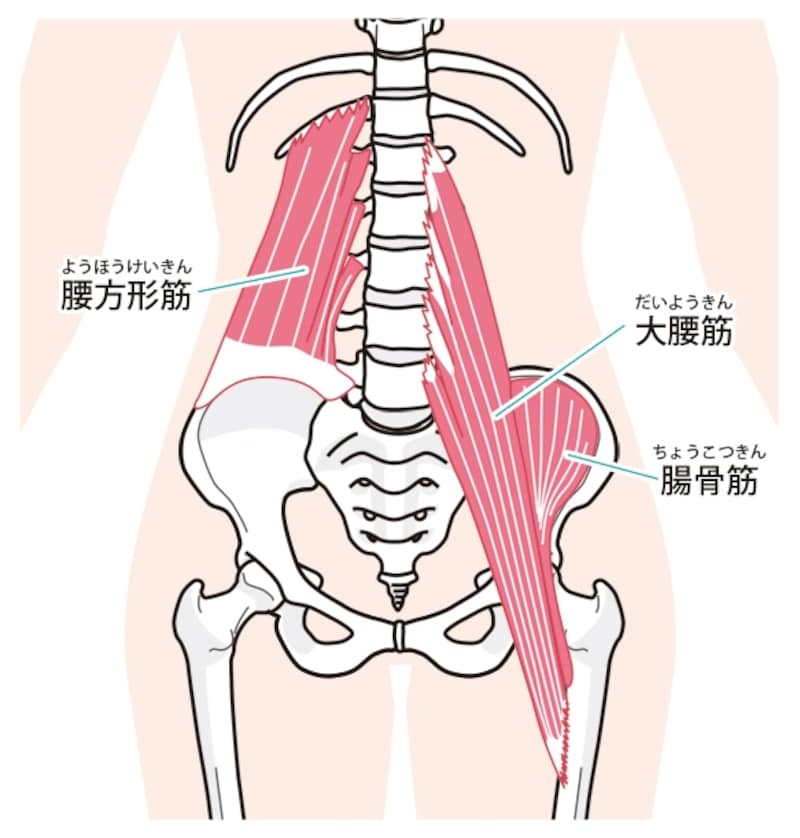 腸腰筋は2つの筋肉から構成されています。歩いたり、走ったりする基本的動作に作用する重要な筋肉