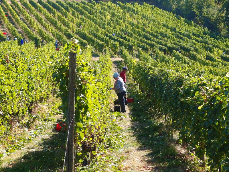 メルズンゲンワイナリー