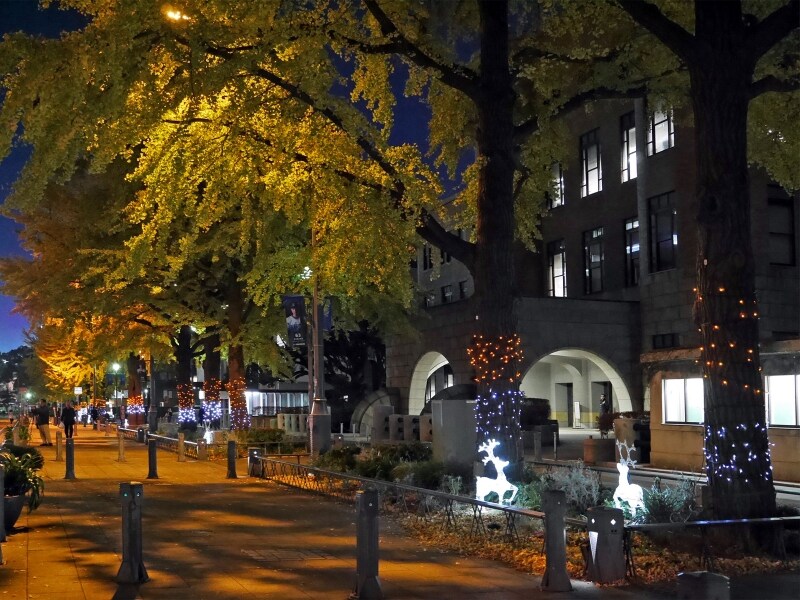 イチョウが落葉する時期までは黄葉とイルミネーションのコラボが楽しめます（2017年11月20日撮影）