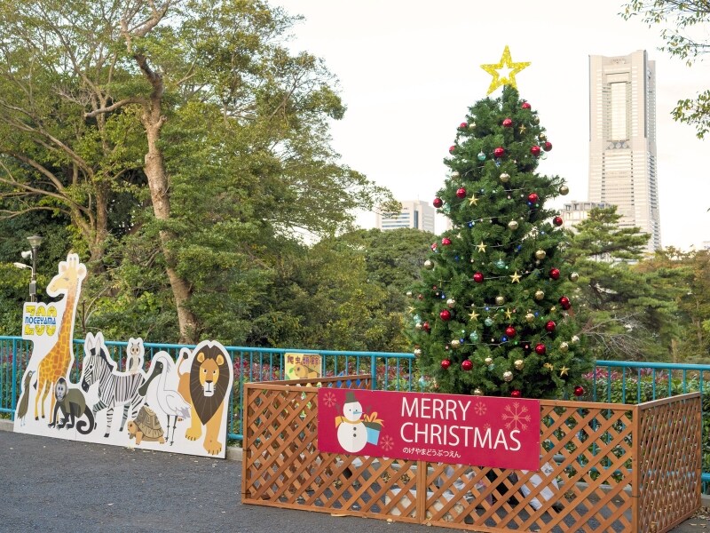 横浜ランドマークタワーをバックに撮影できる、野毛山動物園のツリー(2017年11月12日撮影)
