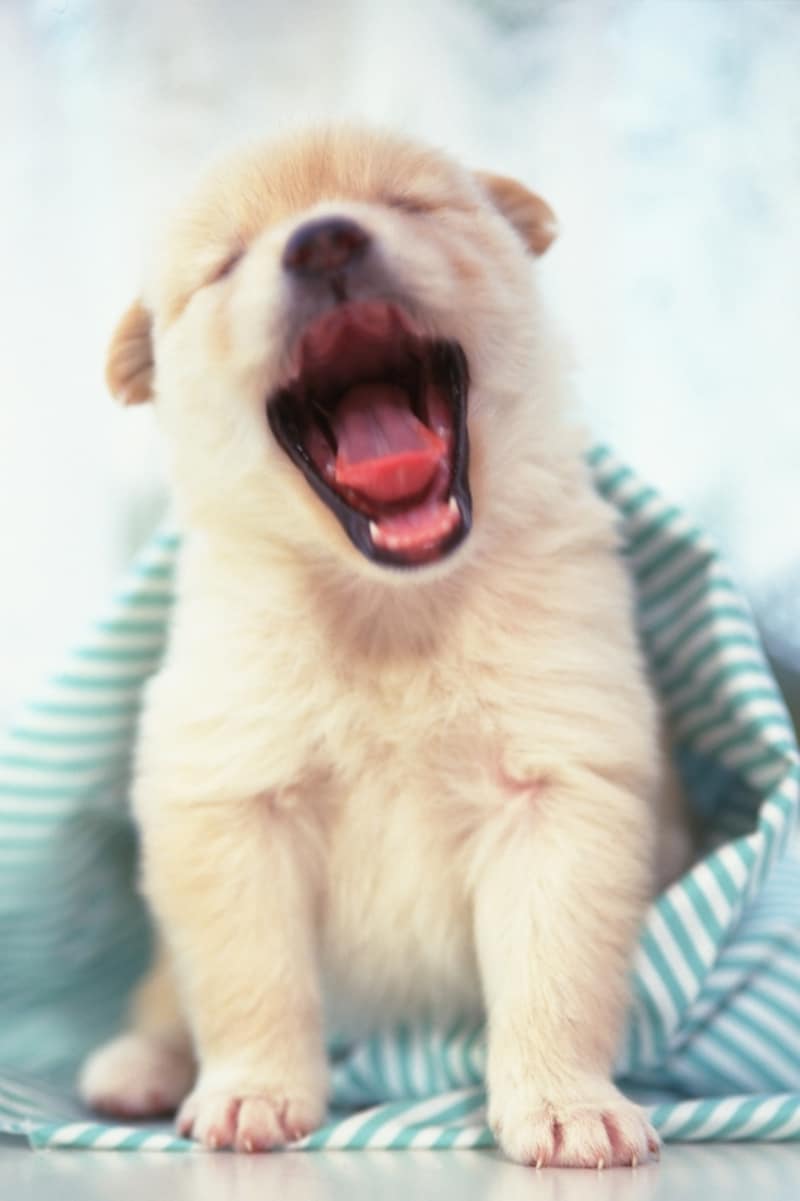 犬も人間と同様に眠いときにあくびをする