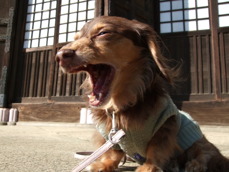 散歩中に嬉しくない出会いだってある