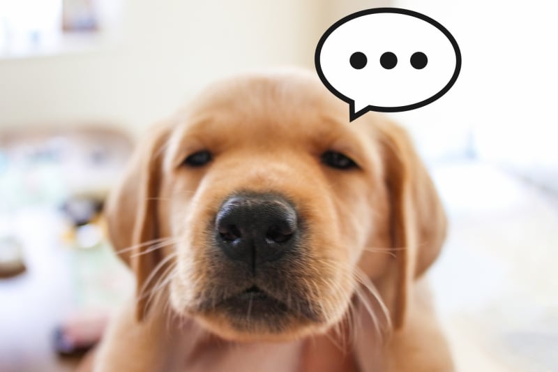 どうしたら良いか分からなくてあくびをするんだ