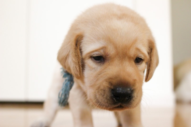 あくびには「ごめんなさい」の意味もあるんだよ