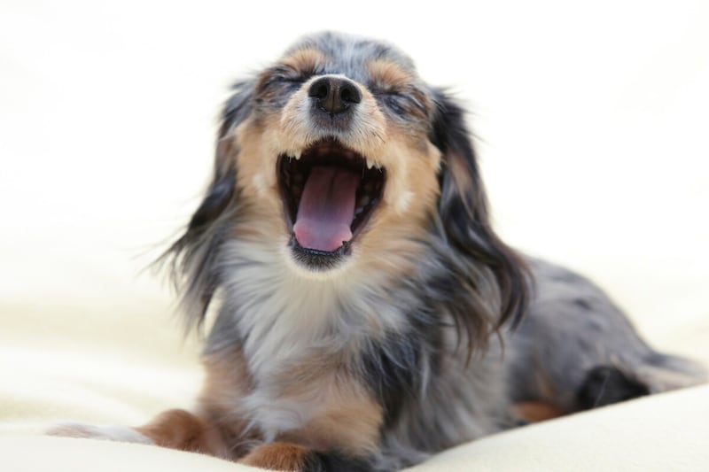 犬のあくびに込められている意味とは？