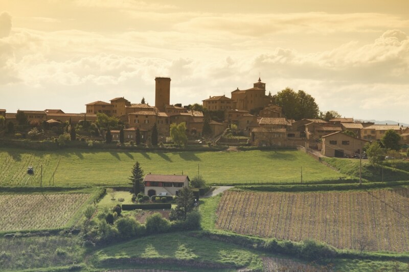 ボジョレー地区のブドウ畑