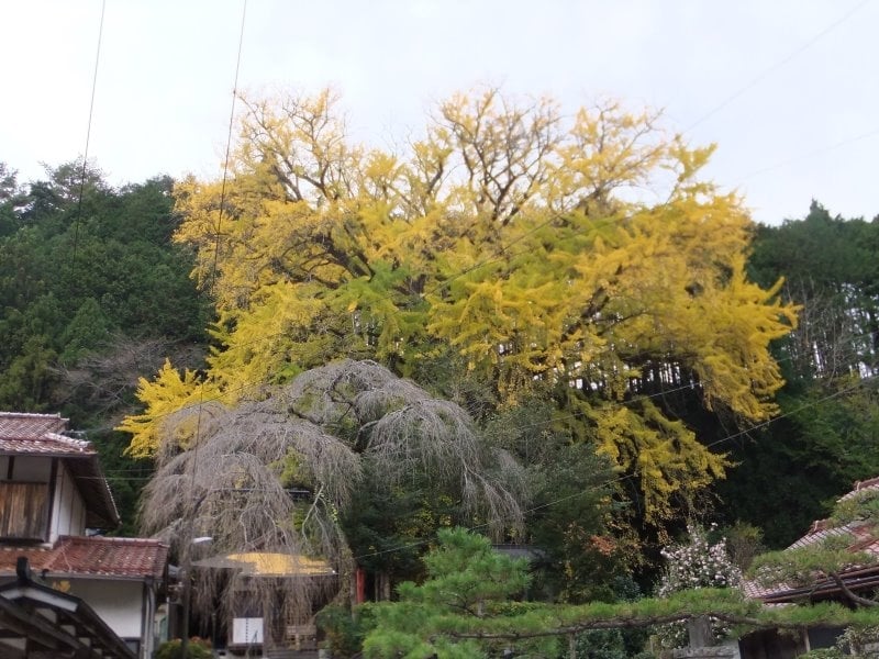 坪内のイチョウの巨樹