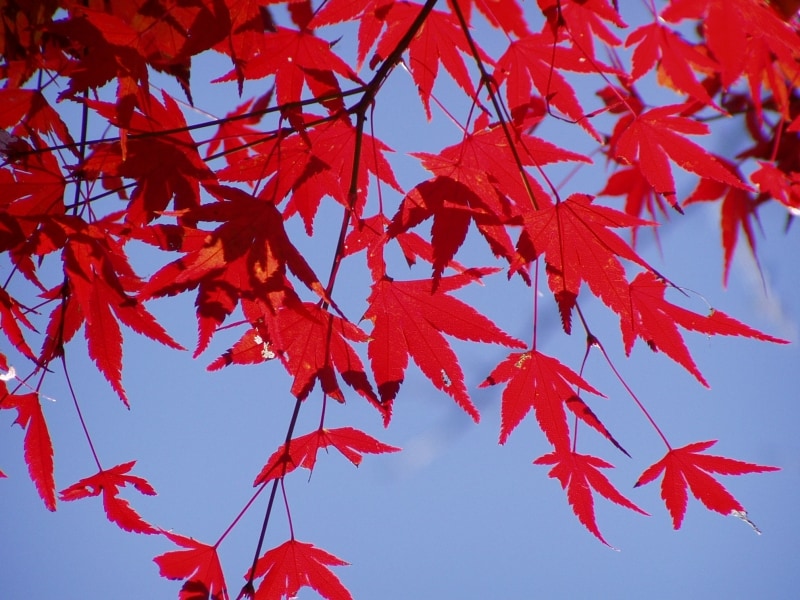 色鮮やかなモミジの紅葉