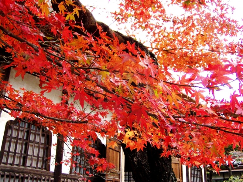 選仏場そばの紅葉