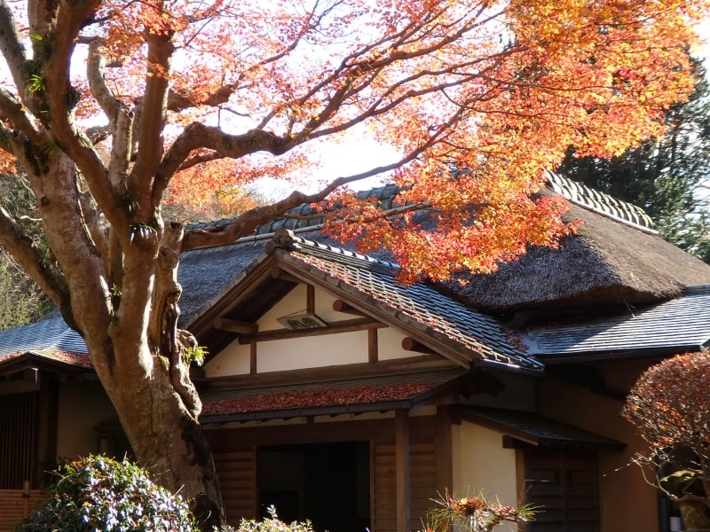 浄智寺の茅葺きのお堂にモミジが映えて