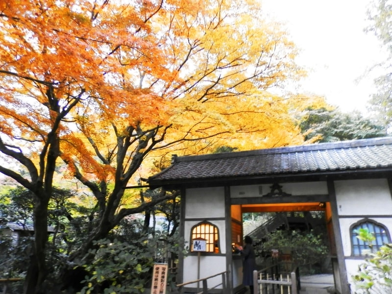 明月院門前の紅葉