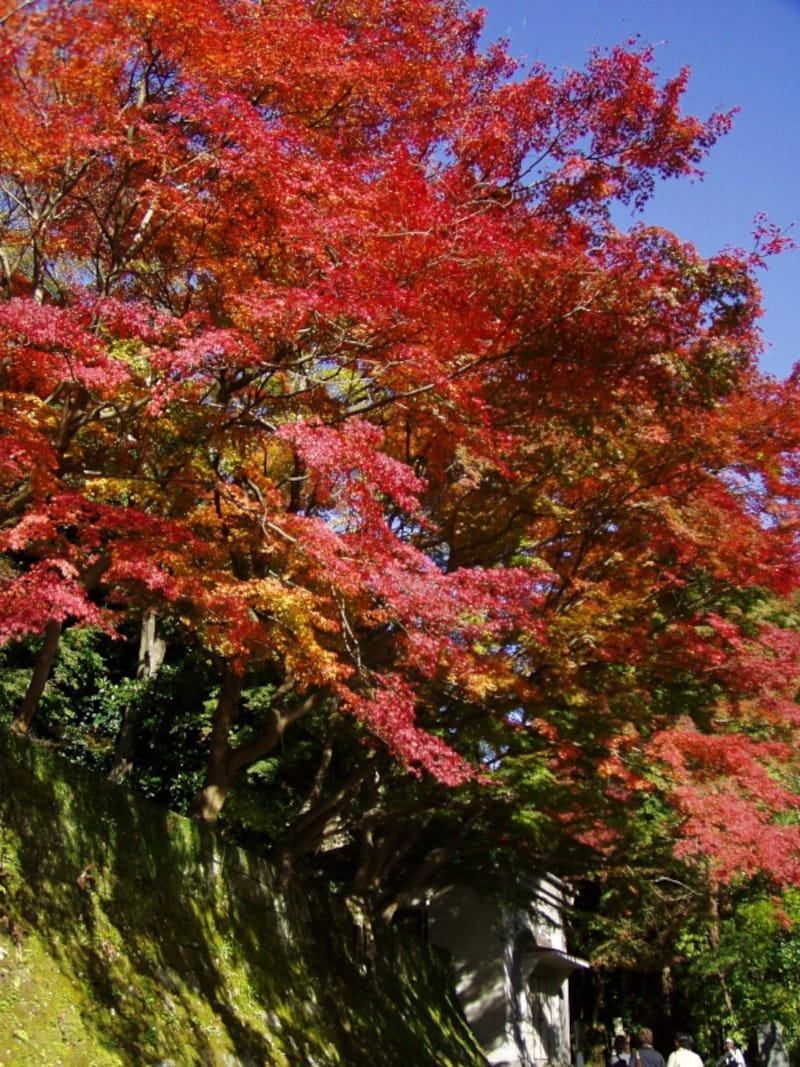 半蔵坊へ向かう道の途中のモミジ